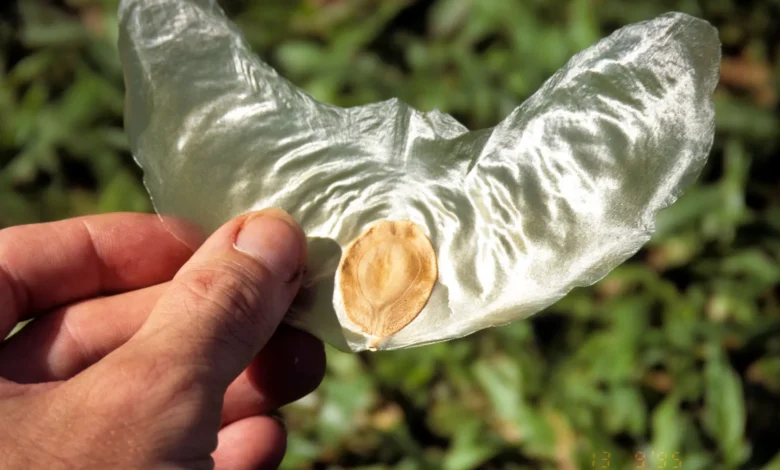 plants that disperse their seeds by wind