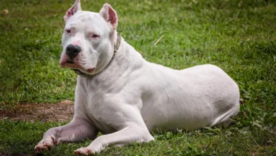 dogo argentino for sale uk