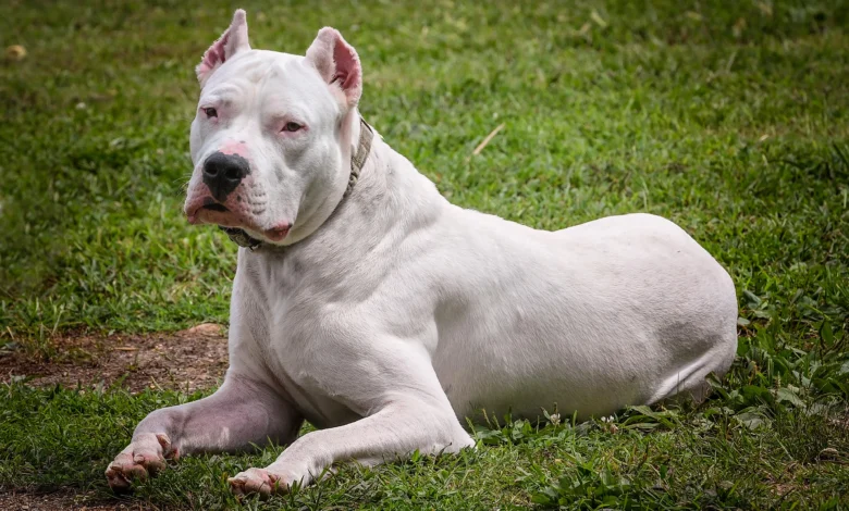 dogo argentino for sale uk