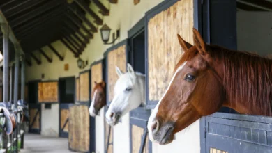 towergate horse insurance