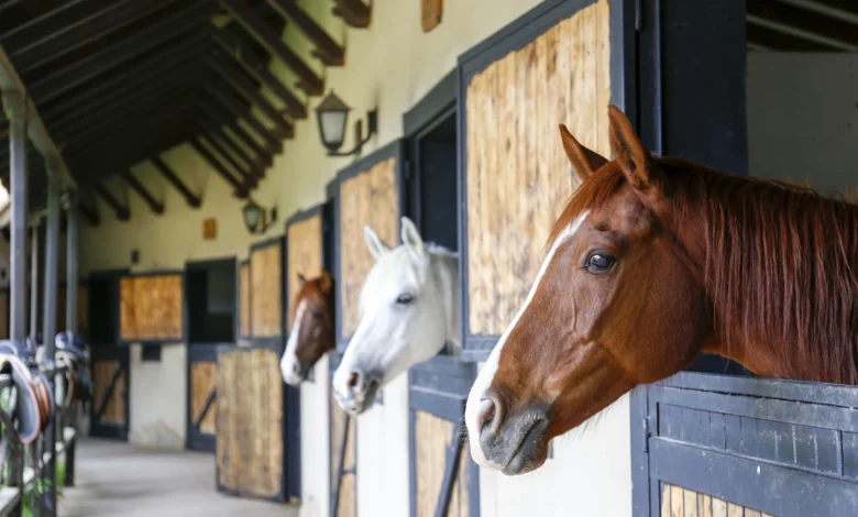 towergate horse insurance