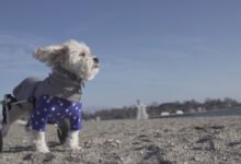 unwanted puppies for free