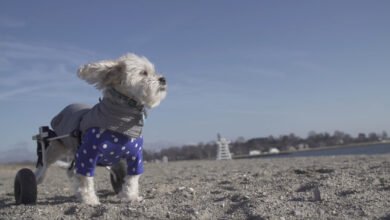 unwanted puppies for free