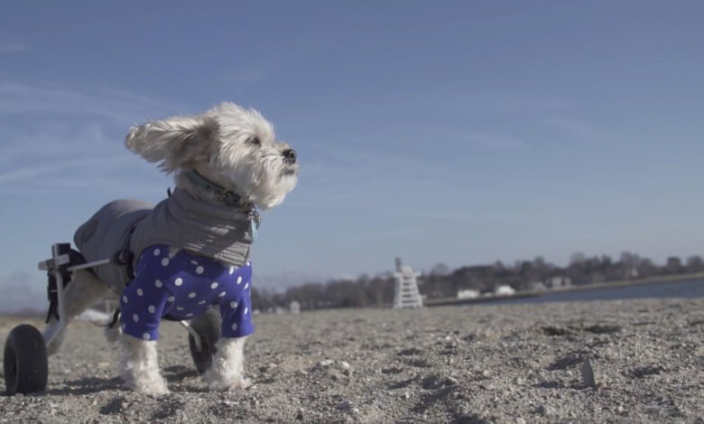 unwanted puppies for free