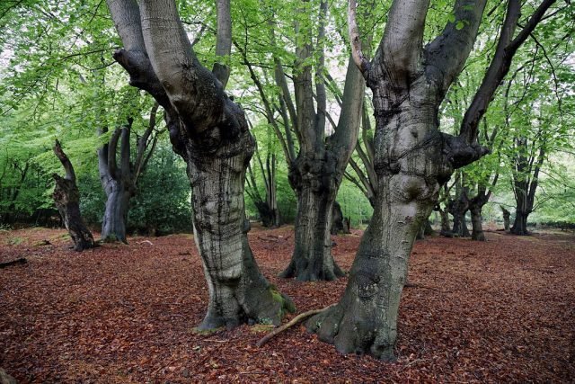 is epping forest haunted