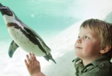 london zoo tickets universal credit