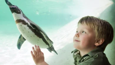 london zoo tickets universal credit