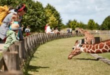 banham zoo tickets