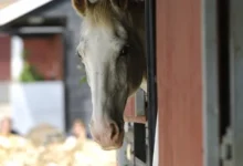 central equine database