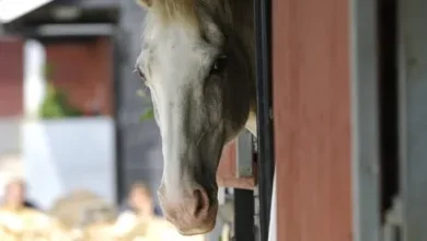 central equine database