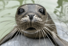 cornish seal sanctuary tickets