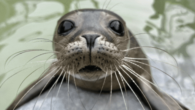 cornish seal sanctuary tickets