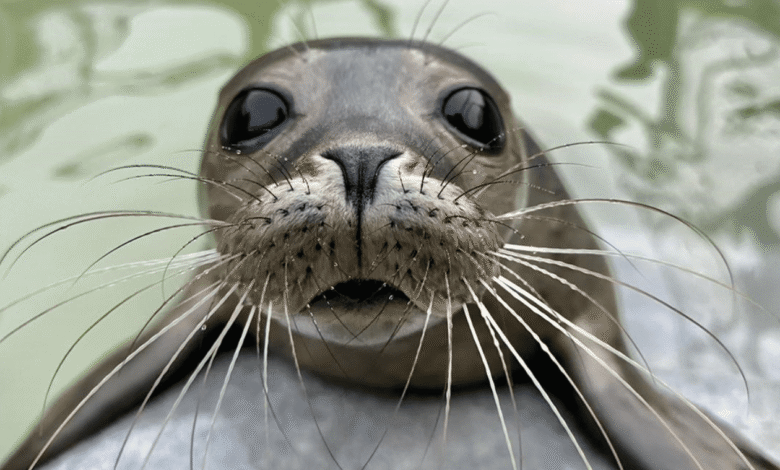 cornish seal sanctuary tickets