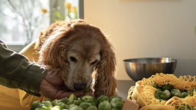 can dogs eat brussel sprouts