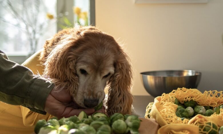 can dogs eat brussel sprouts