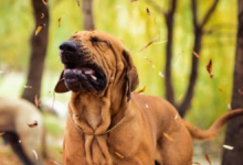 why is my dog sneezing so much