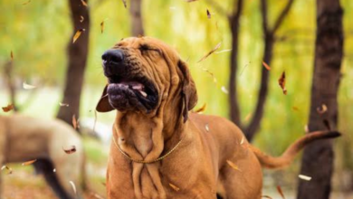 why is my dog sneezing so much