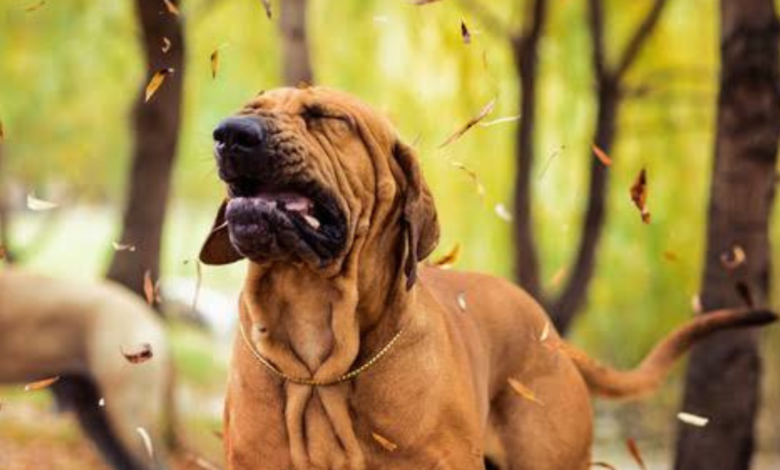 why is my dog sneezing so much